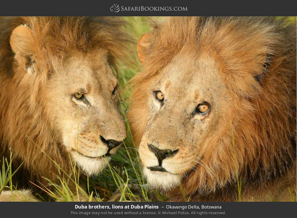 The Duba Boys, lion brothers at Duba Plains Camp in Okavango Delta, Botswana