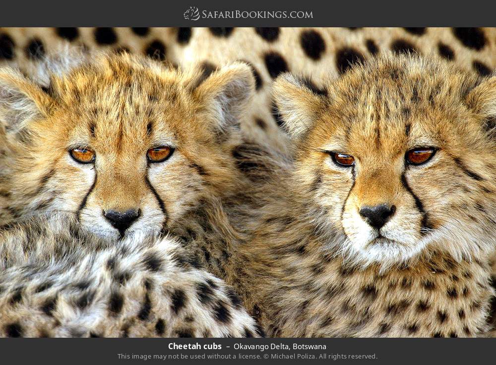 Cheetah cubs in Okavango Delta, Botswana