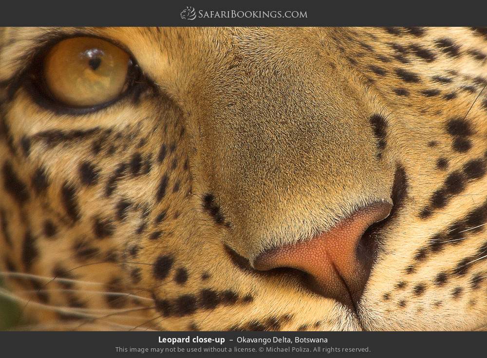 Leopard close-up in Okavango Delta, Botswana