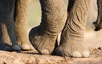 Mashatu Game Reserve