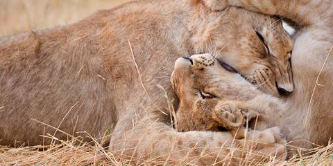 1-Day Chobe Day Trip from Victoria Falls – Botswana