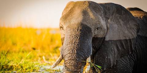 7-Day Okavango Immersion & Predator Plains Safari