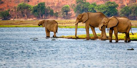 3-Day Victoria Falls to Chobe National Park