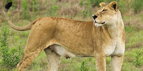 5-Day Victoria Falls to Chobe Budget Safari