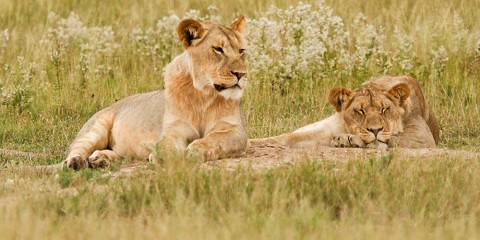 7-Day 4-Star Okavango Delta, Chobe NP & Victoria Falls