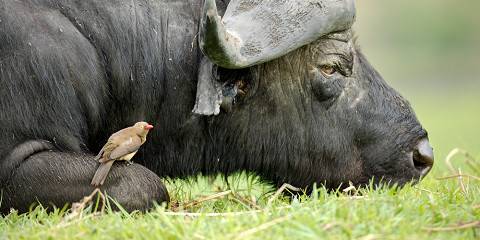 11-Day Victoria Falls & Botswana Discoverer South Safari