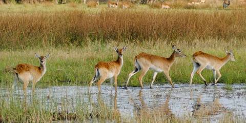 3-Day Okavango Delta (Inland Delta)