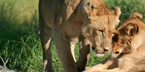 5-Day Awesome Kenya - Luxury