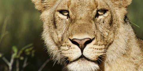 7-Day Khwai + Savuti - Big Game Safari