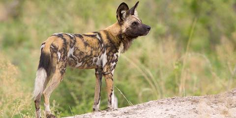 3-Day Moremi Game Reserve