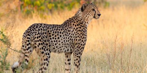 Chobe National Park from Victoria Falls