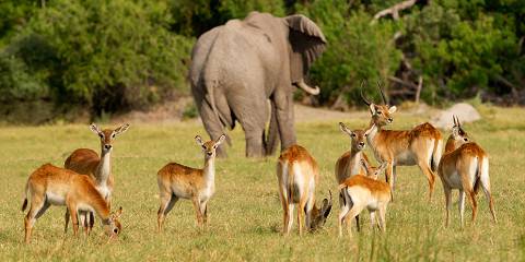 8-Day Moremi - Chobe Bush Getaway