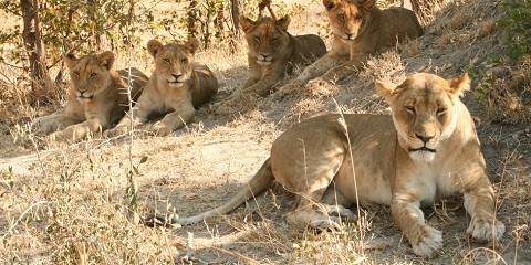 1-Day Moremi Game Reserve, Botswana