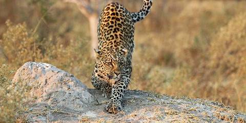 5-Day Khwai & Moremi Wilderness Safari