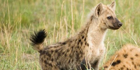 11-Day Best of Botswana and Vic Falls