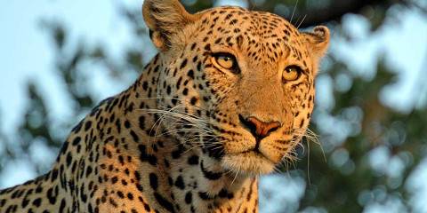 5-Day Best of Zimbabwe, Zambia and Botswana Safari