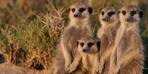 7-Day Meerkat-Focused Tour
