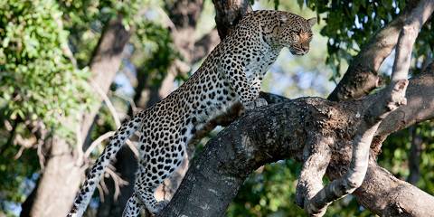 Okavango Delta+Moremi GR, Savuti+Chobe+Vic Falls