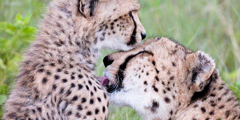 1-Day Best of Chobe Trip with Lunch from Victoria Falls