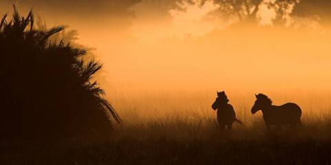 10-Day Wild, Water & Wonder in Botswana and Zimbabwe