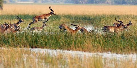 7-Day Epic Botswana Safari