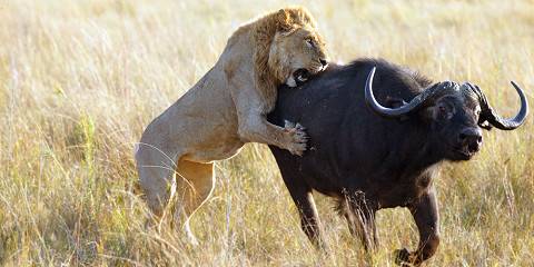 5-Day Chobe NP, Savuti & Moremi GR Mobile Camping Safari