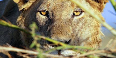 4-Day The Ultimate Chobe Safari Adventure