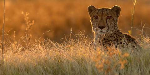 7-Day Iconic Wildlife Corridor's, Botswana, Mababe&Khwai