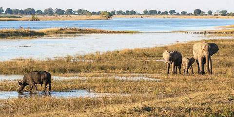 1-Day Exceptional Chobe National Park Experience