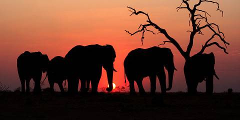 Jewels of Botswana & Falls
