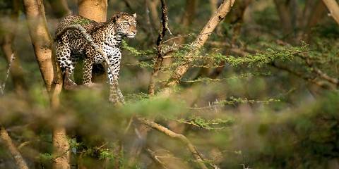 5-Day Botswana Luxury Tour