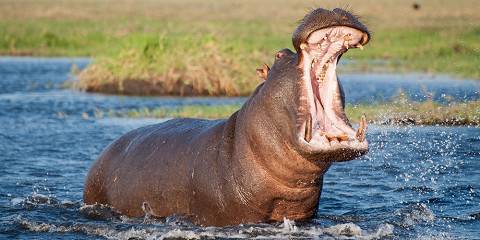 Ultimate Safari Victoria Falls to Okavango Delta