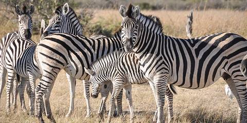 7-Day Zebra Migration Safari
