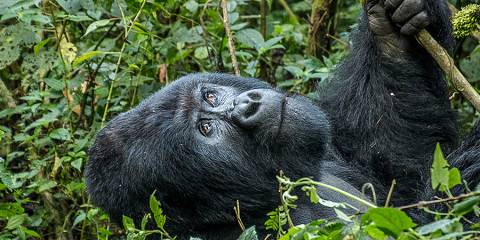 With 11 Nights in Odzala-Kokoua Wilderness Safari