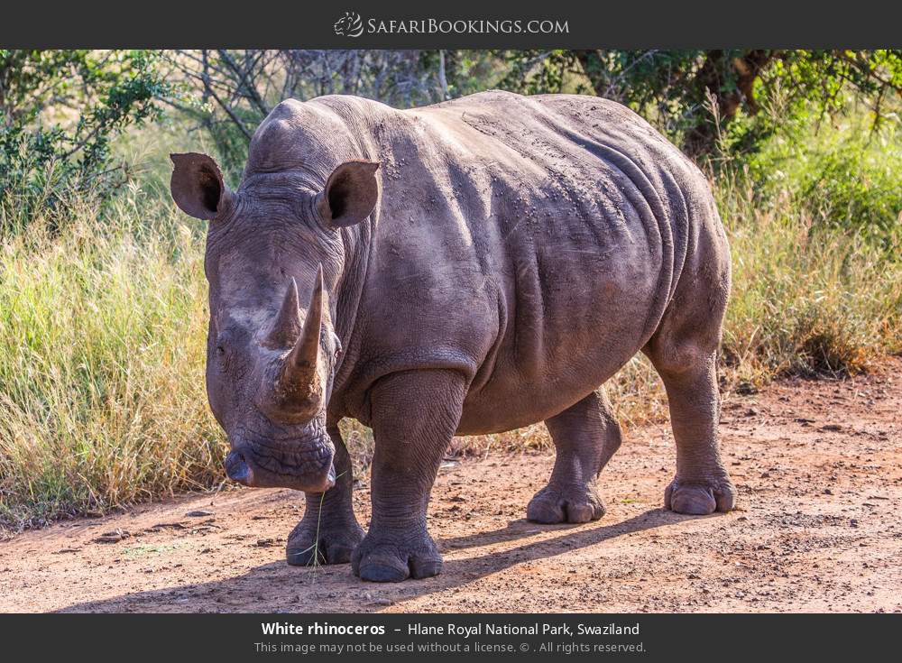 White rhinoceros in Hlane Royal National Park, Eswatini