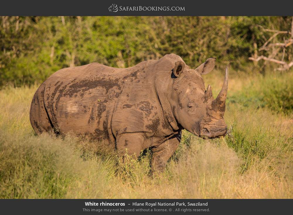 White rhinoceros, Hlane Royal NP in Hlane Royal National Park, Eswatini