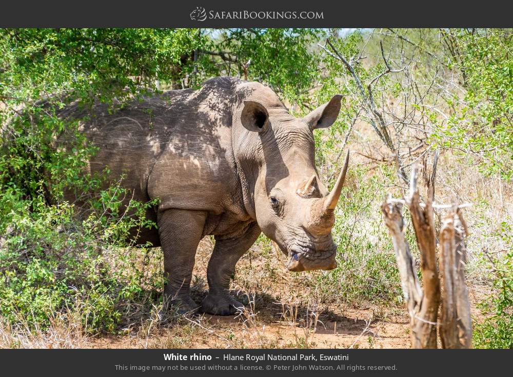 White rhino in Hlane Royal NP in Hlane Royal National Park, Eswatini