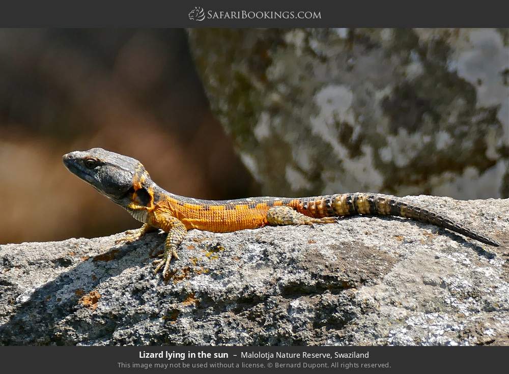 Lizard lying in the sun in Malolotja Nature Reserve, Eswatini