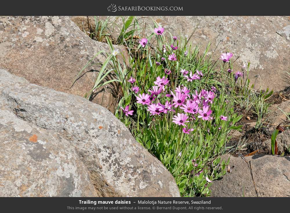 Trailing mauve daisies in Malolotja Nature Reserve, Eswatini