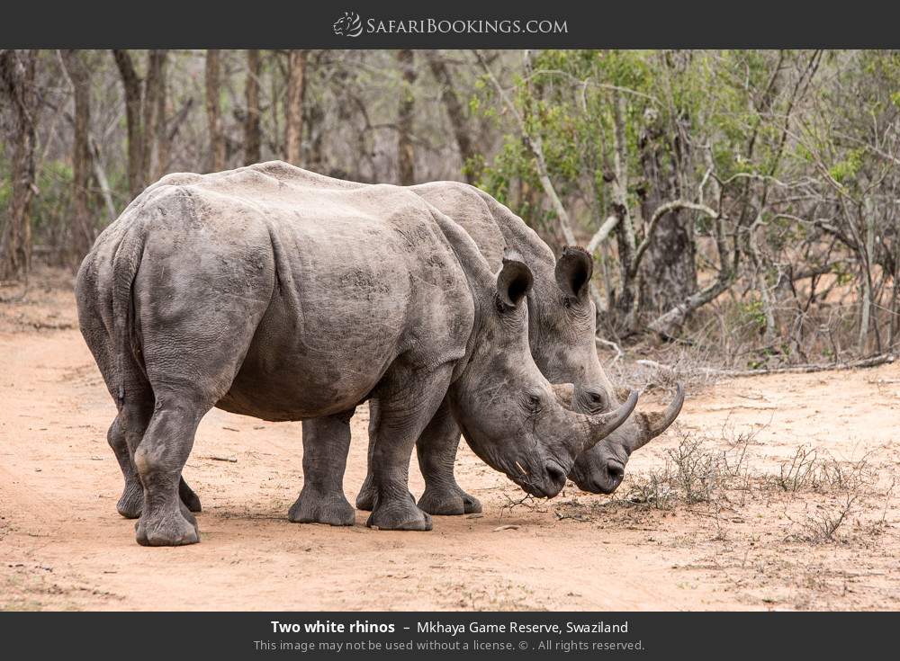 Two white rhinos in Mkhaya GR in Mkhaya Game Reserve, Eswatini