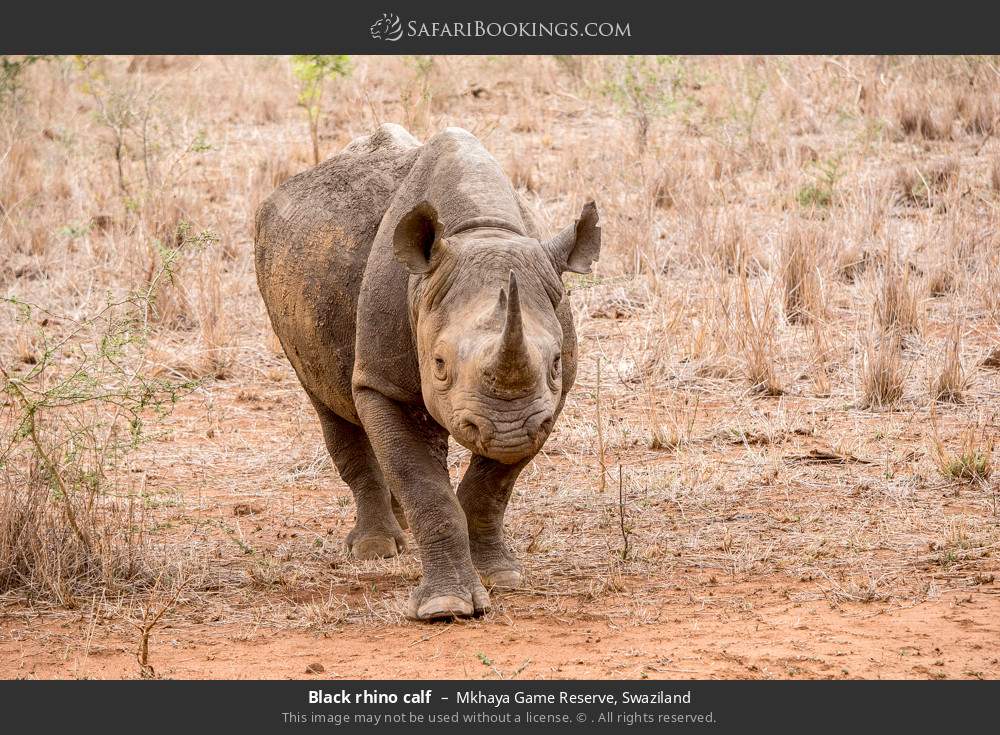 Black rhino calf in Mkhaya GR in Mkhaya Game Reserve, Eswatini