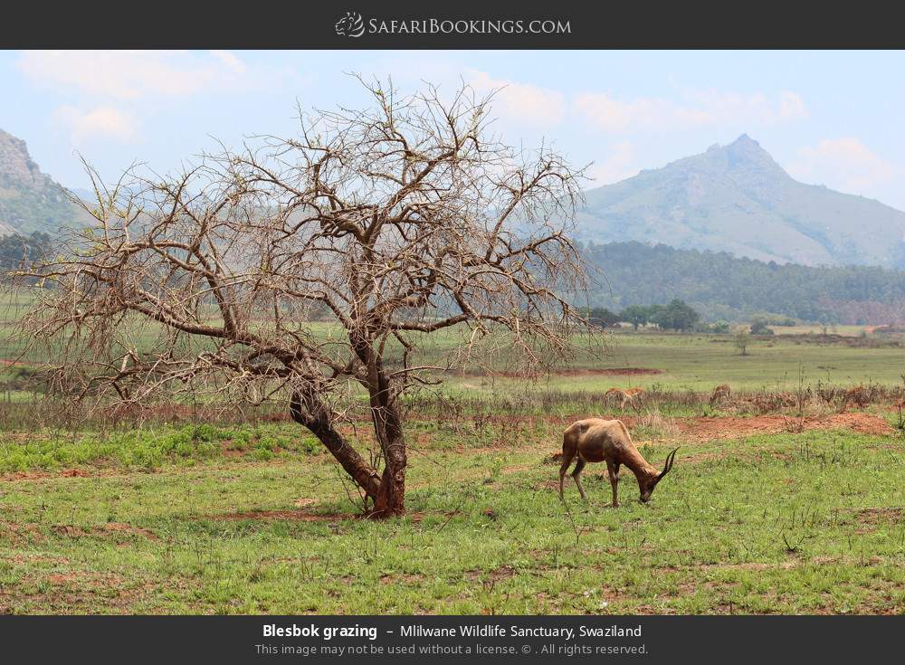 Blesbok grazing in Mlilwane Wildlife Sanctuary, Eswatini