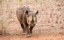Mkhaya Game Reserve