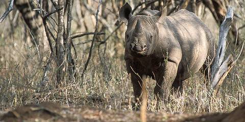 3-Day Kingdom of Eswatini Wildlife & Cultural Experience