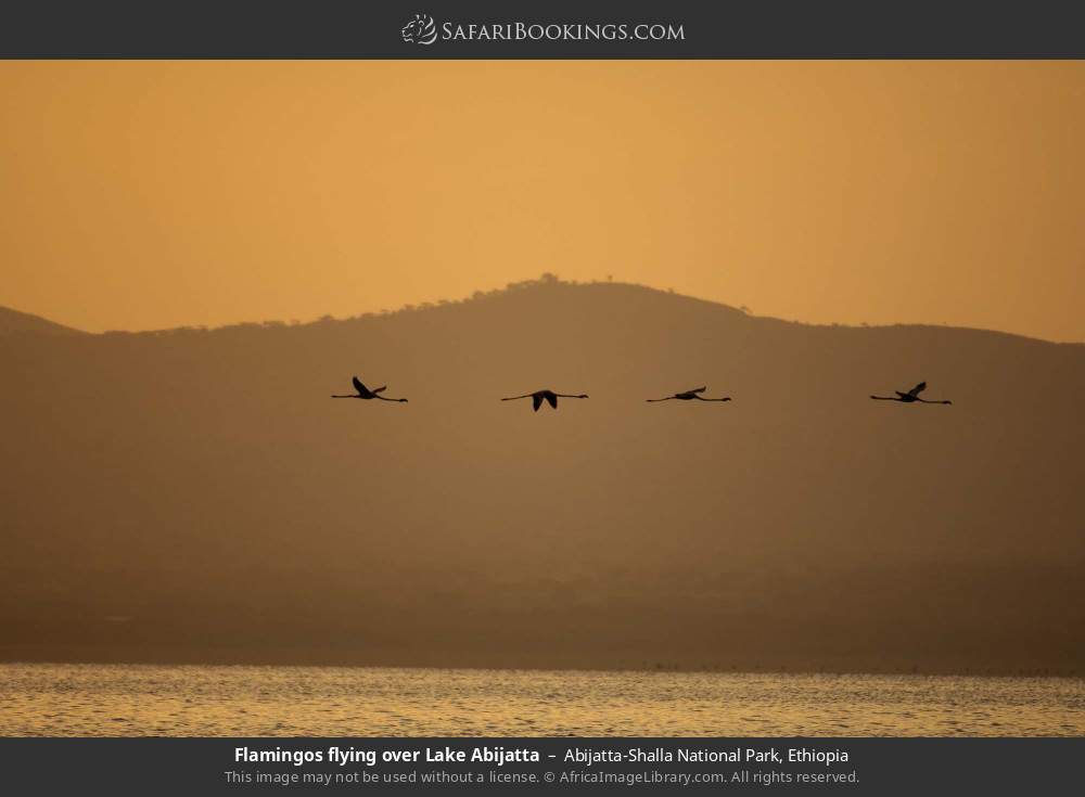 Flamingos flying over Lake Abijatta in Abijatta-Shalla National Park, Ethiopia