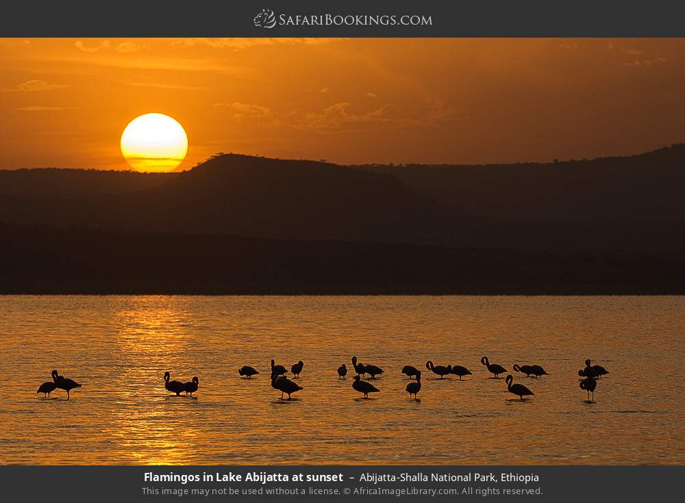 Flamingos in Lake Abijatta at sunset in Abijatta-Shalla National Park, Ethiopia