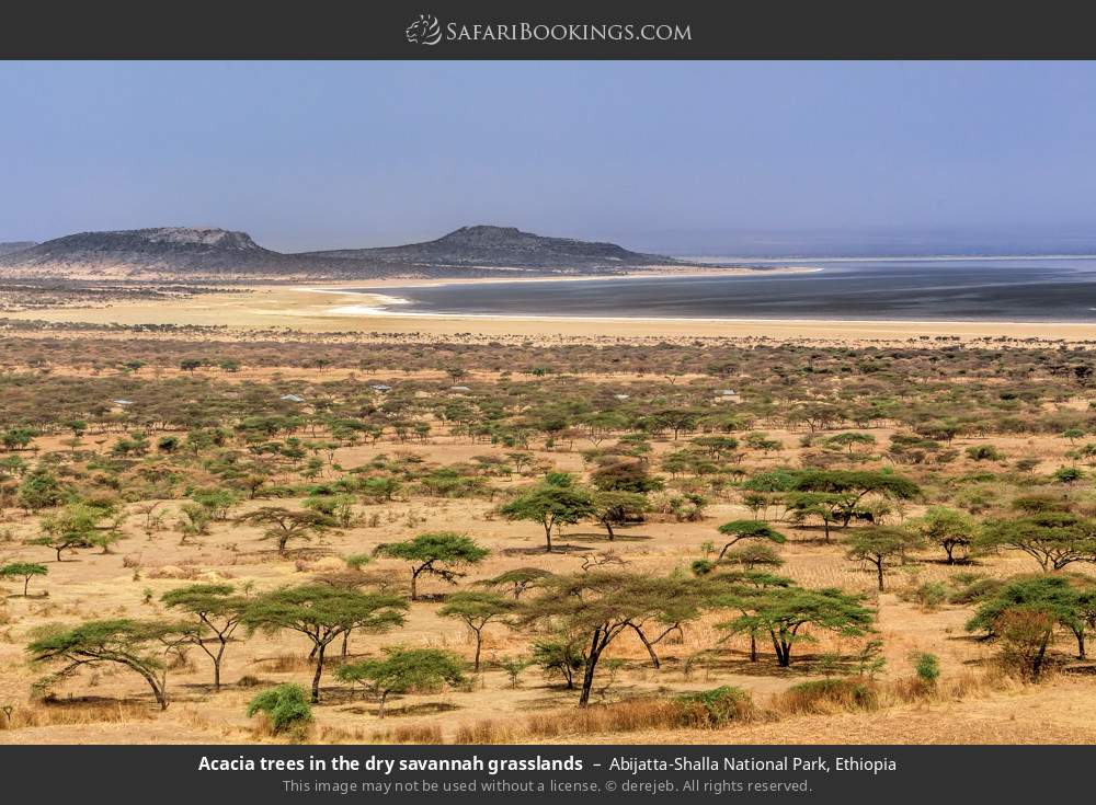 Acacia trees in the dry savannah grasslands in Abijatta-Shalla National Park, Ethiopia