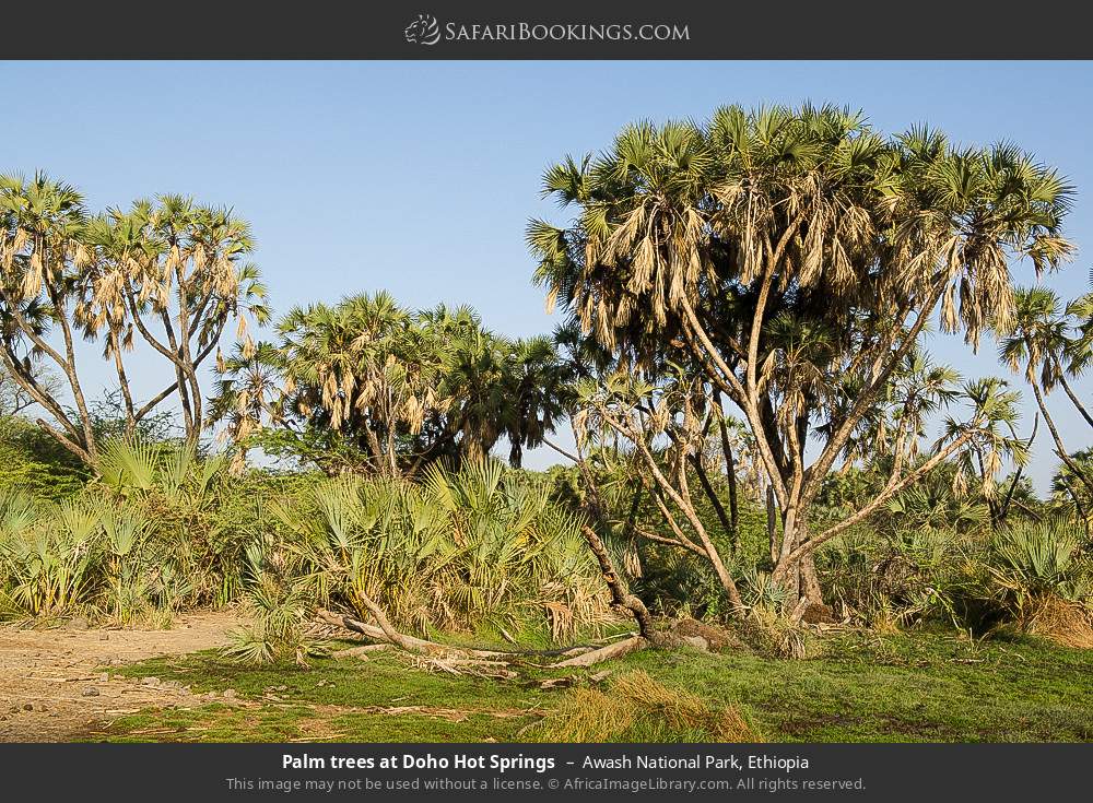 Palm trees at Doho Hot Springs in Awash National Park, Ethiopia