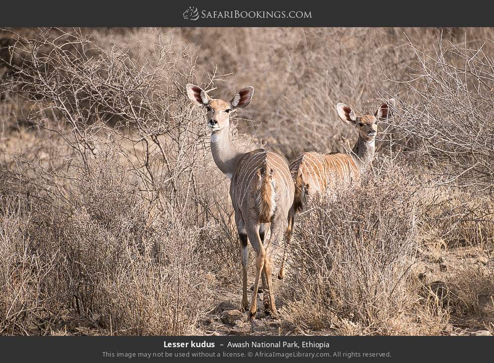 Lesser kudus in Awash National Park, Ethiopia