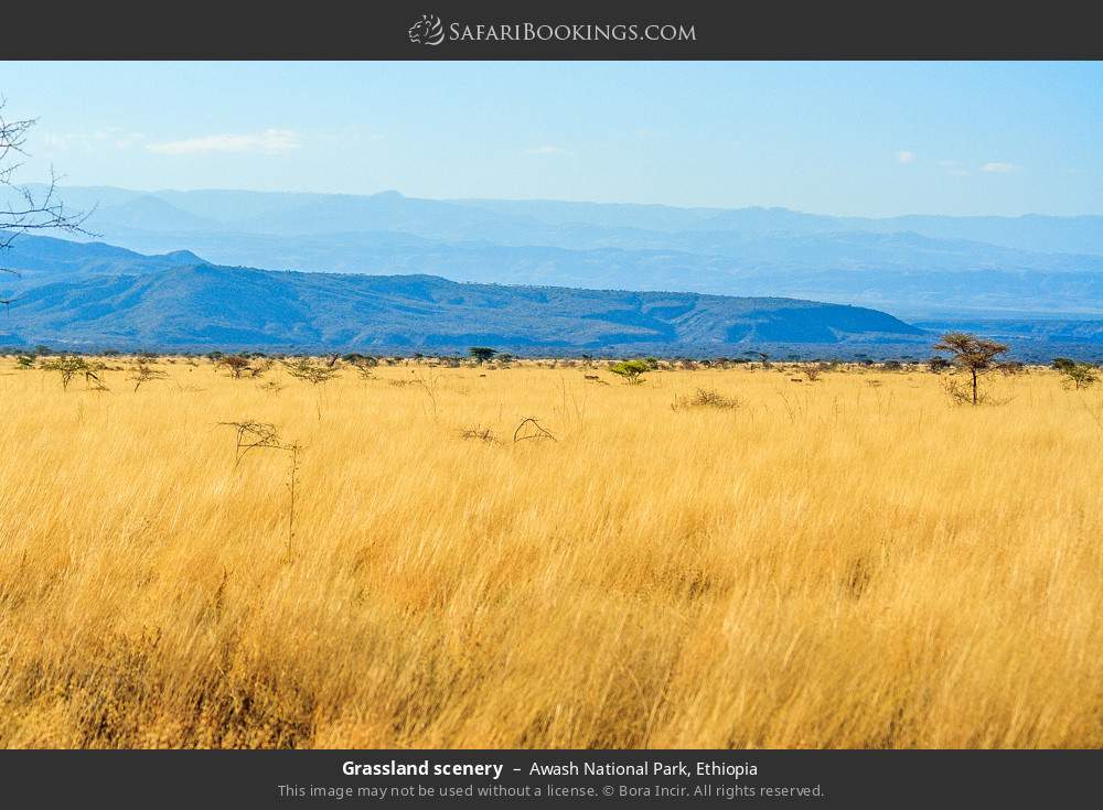 Grassland scenery Awash NP in Awash National Park, Ethiopia